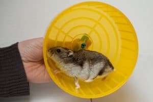 hamster roue